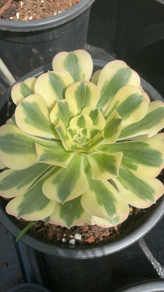 绿豆沙Aeonium Medusa the Green,Single Head With Root 15cm