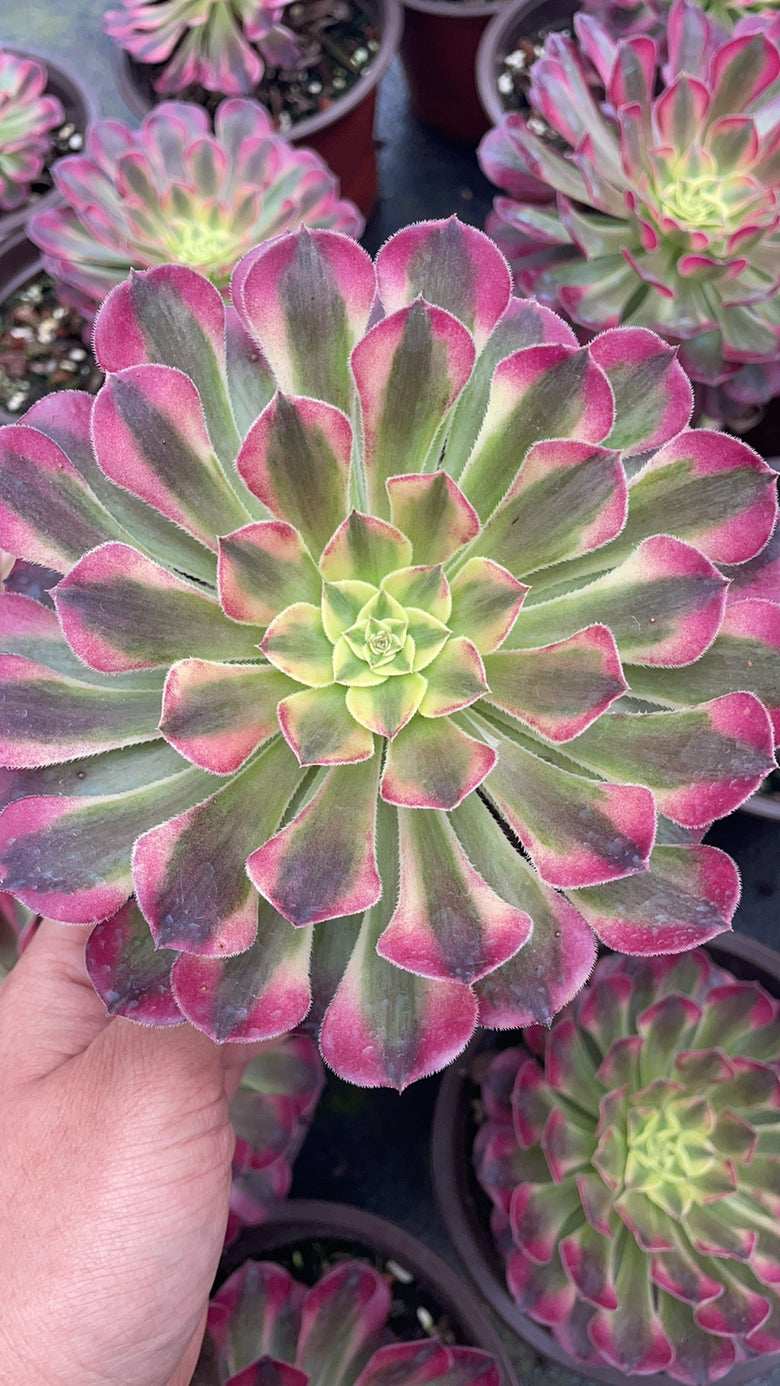 祝融 Aeonium Zhu Rong，Cutting 10cm