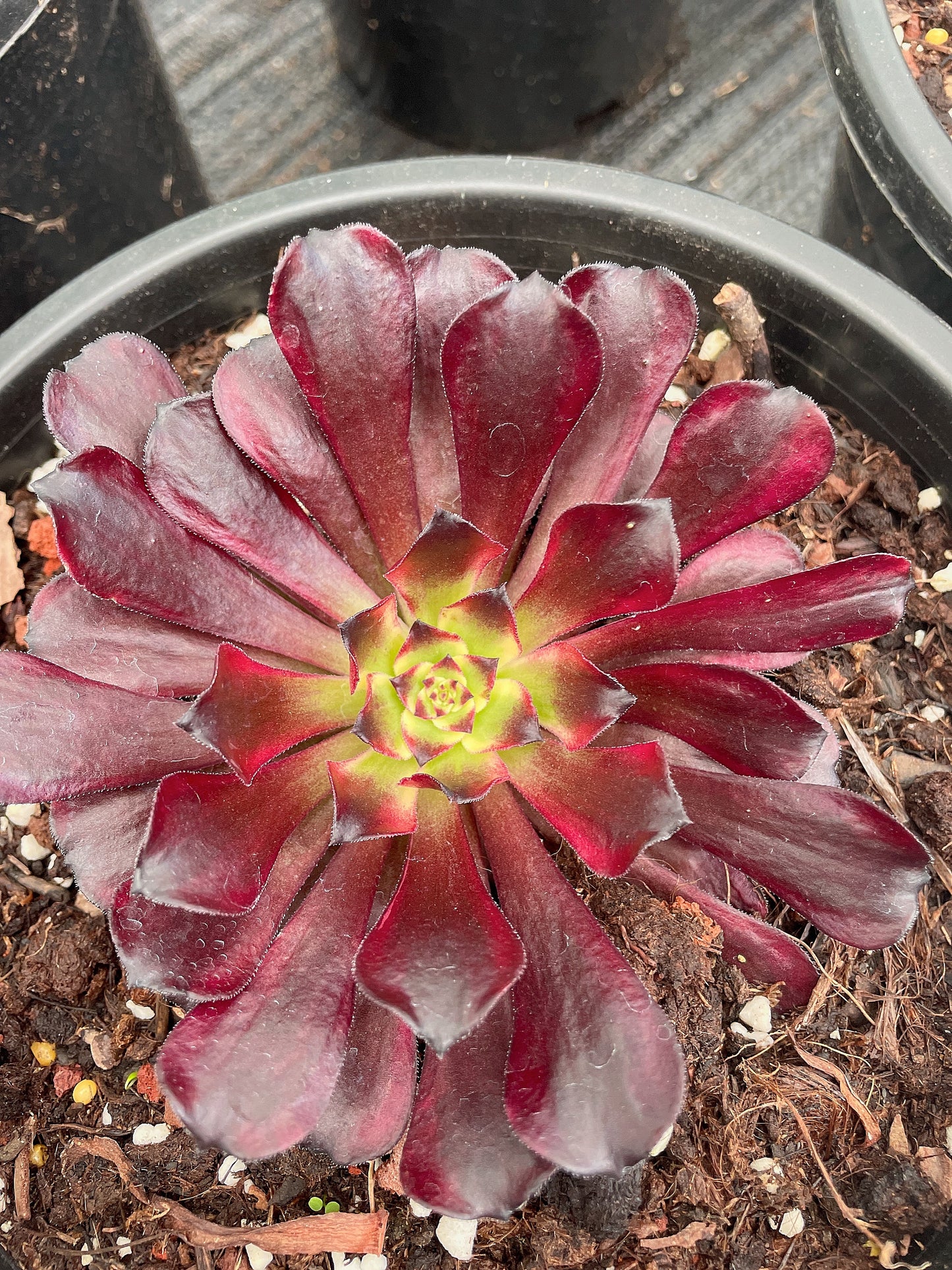 鬼火 Aeonium Fire Ghost，Cutting 15cm