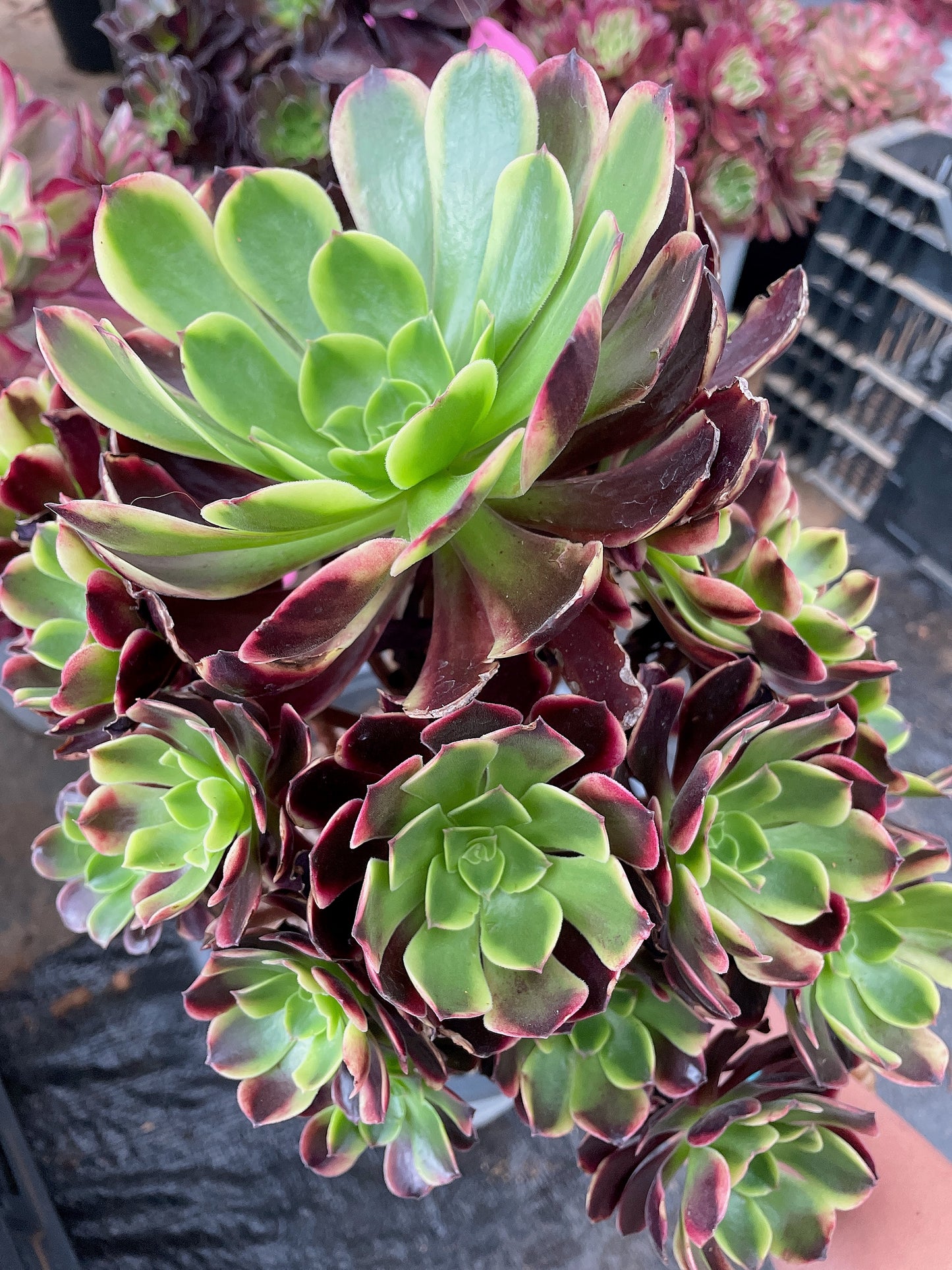 欧嘉丽群生 Cluster. Aeonium Superbang,Cluster  At least 10 heads 20-25cm