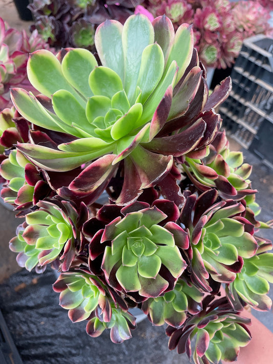 Pre-Sale!! Shipping in September!!!欧嘉丽群生 Cluster. Aeonium Superbang,Cluster  At least 15 heads 25-30cm