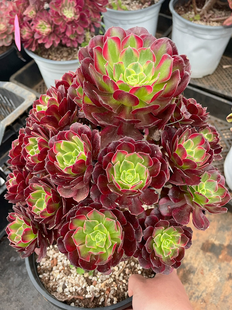 Pre-Sale!! Shipping in September!!!安娜群生Cluster  Aeonium Anna，Cluster  At least 18 heads 25-30cm