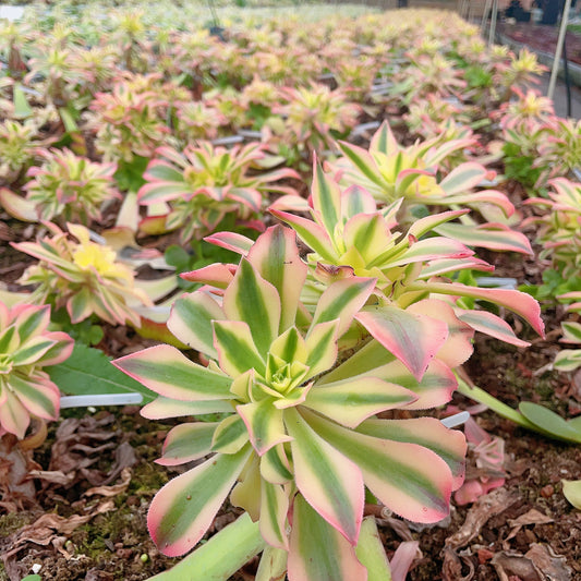 枫叶 Aeonium Maple leave/Leucoblepharum Variegated.Cutting 8cm