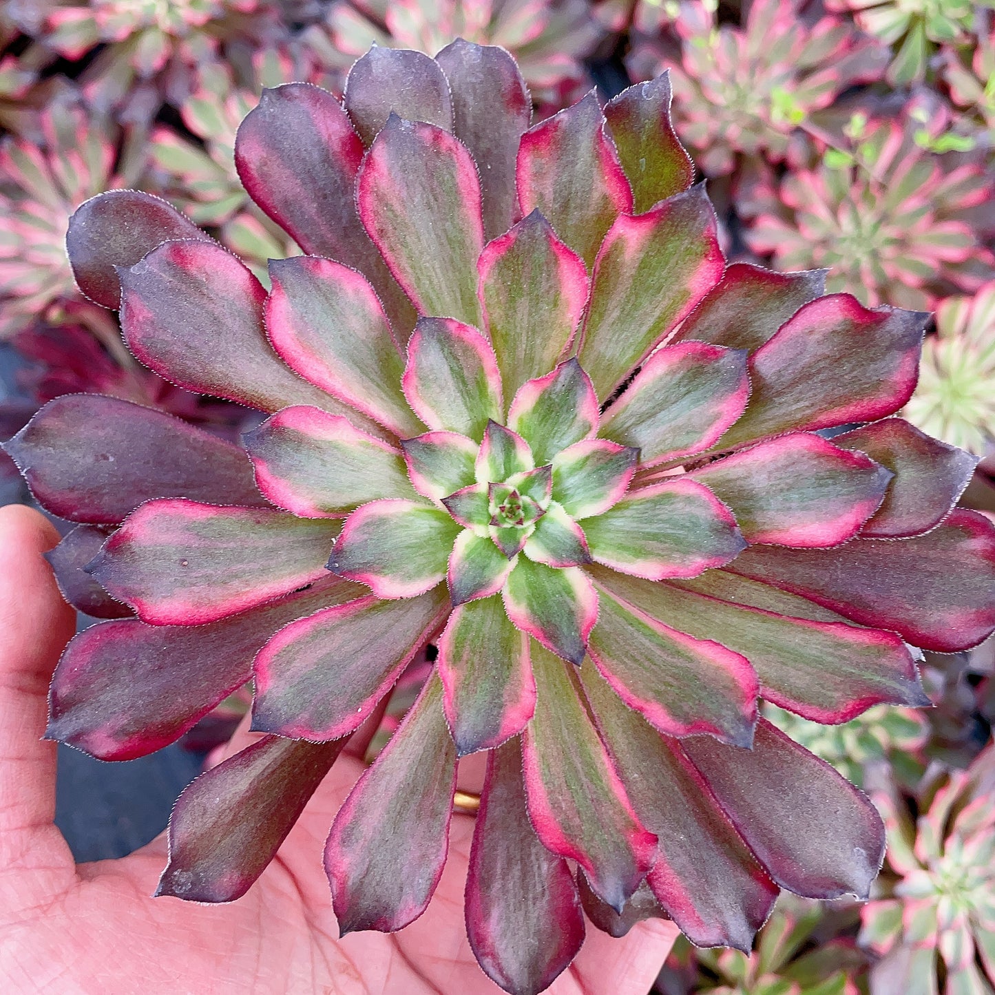 Pre-sale！！！！Shipping in September！！！！！雪姬Aeonium Snow Lady, Cutting 12cm