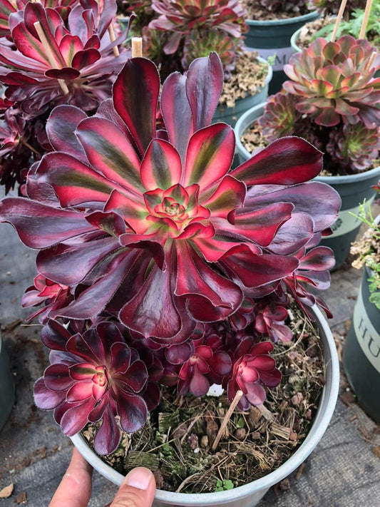 Pre-Sale!! Shipping in September!!!圆叶白/香奈儿 Aeonium 'Short Black' The  White /Chanel，Cluster At least 10 heads 20-25cm