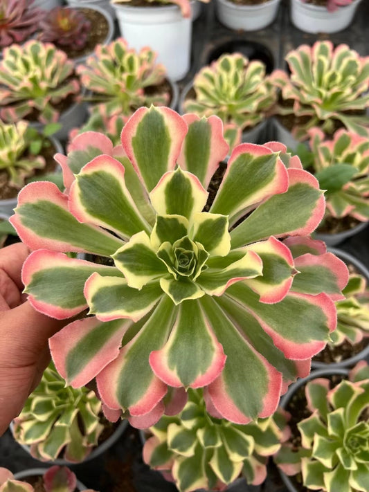 雨花石Aeonium River Stone.Single Head With Root 13cm