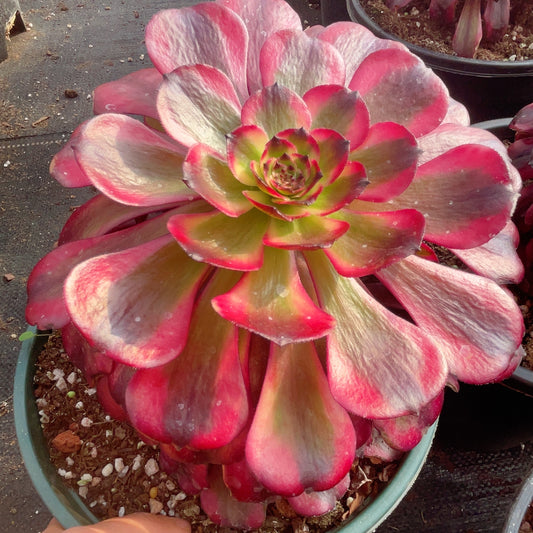 美姬 Aeonium MeiJi,Single Head With Root 13cm