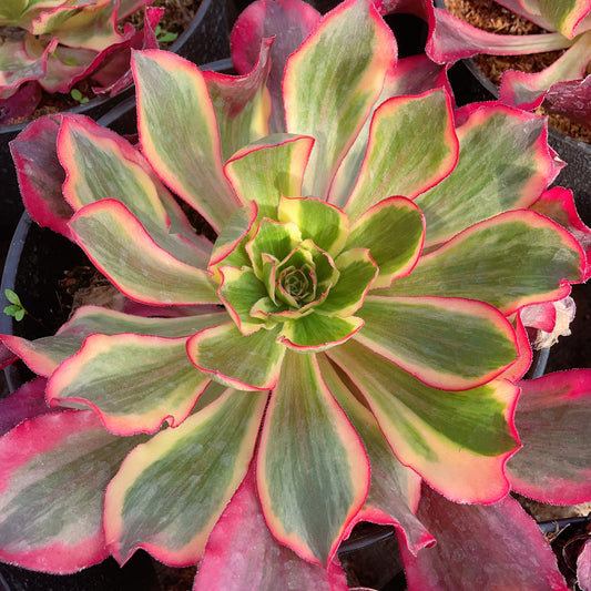 Pre-sale！！！！Shipping in September！！！！！魅影  Aeonium Phantom，Cutting 15-20cm