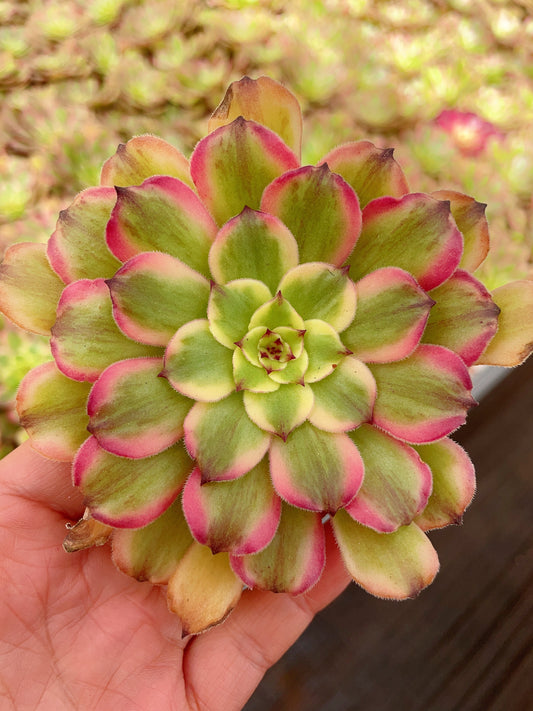 Pre-Sale!! Shipping in September!!!粉黛Aeonium Pink Daisy， Single Head With Root 5cm