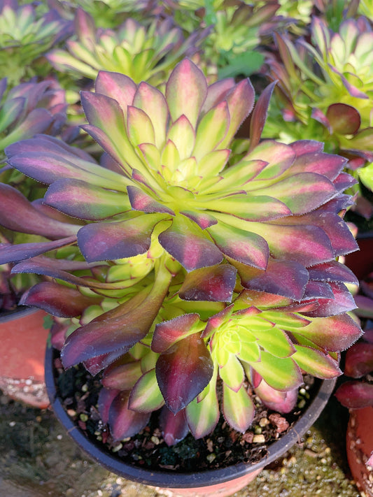 Pre-Sale!! Shipping in September!!!铜颜小群 Small Cluster. Aeonium Tong Yan，Cluster With at least 6 small side-head 10-15cm