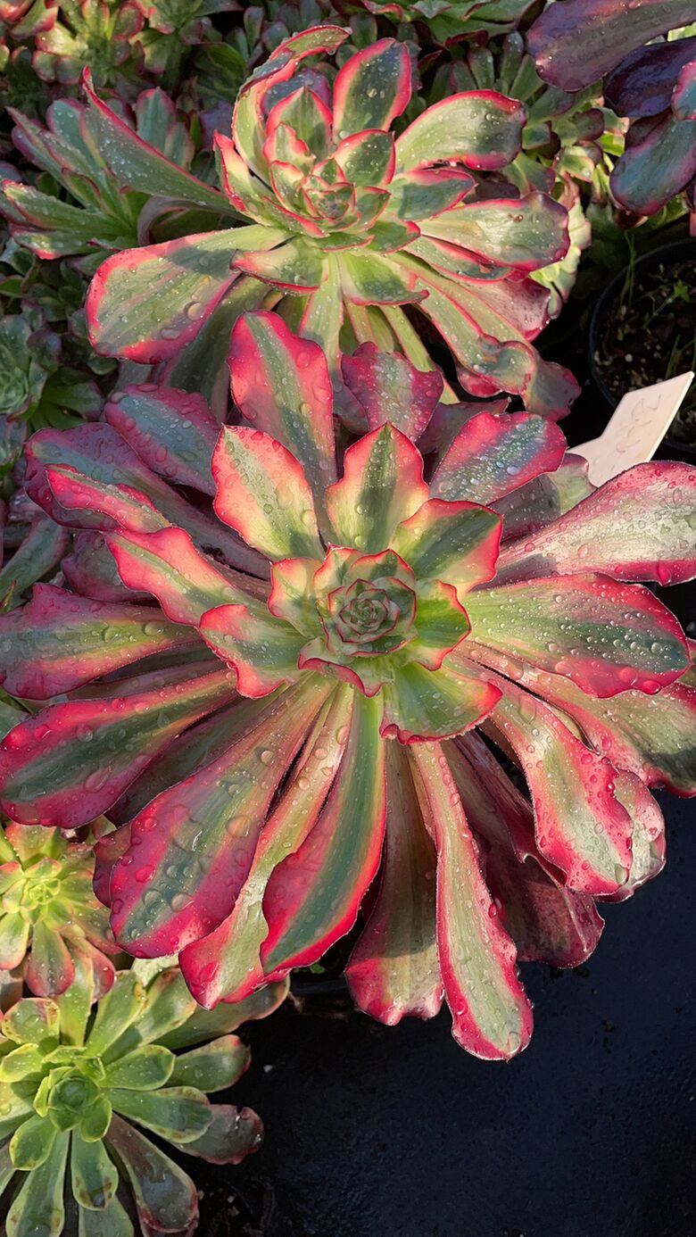 巫毒锦Aeonium Voodoo Variegated.，Cutting  15-20cm