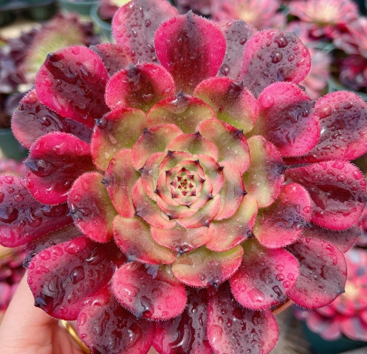 美娅 Aeonium Maya，Single Head With Root 13cm