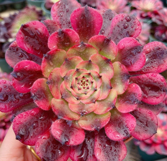 美娅 Aeonium Maya，Single Head With Root 13cm