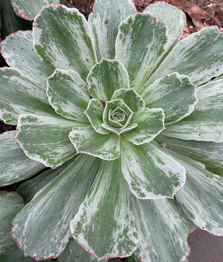 珠穆朗玛 Aeonium Everest，Cutting 20cm