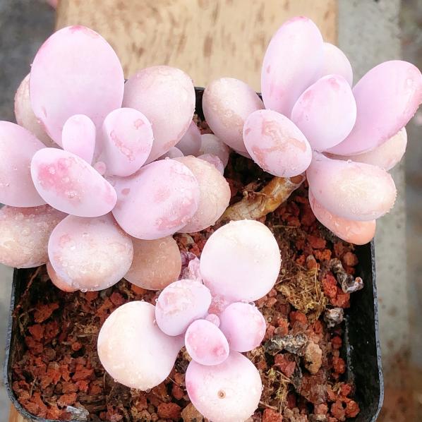 桃蛋三头Graptopetalum Amethystinum，3 heads 7 cm Pot