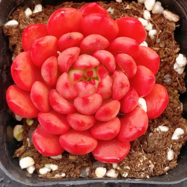 红宝石Echeveria Pink Ruby，Single head 7 cm Pot