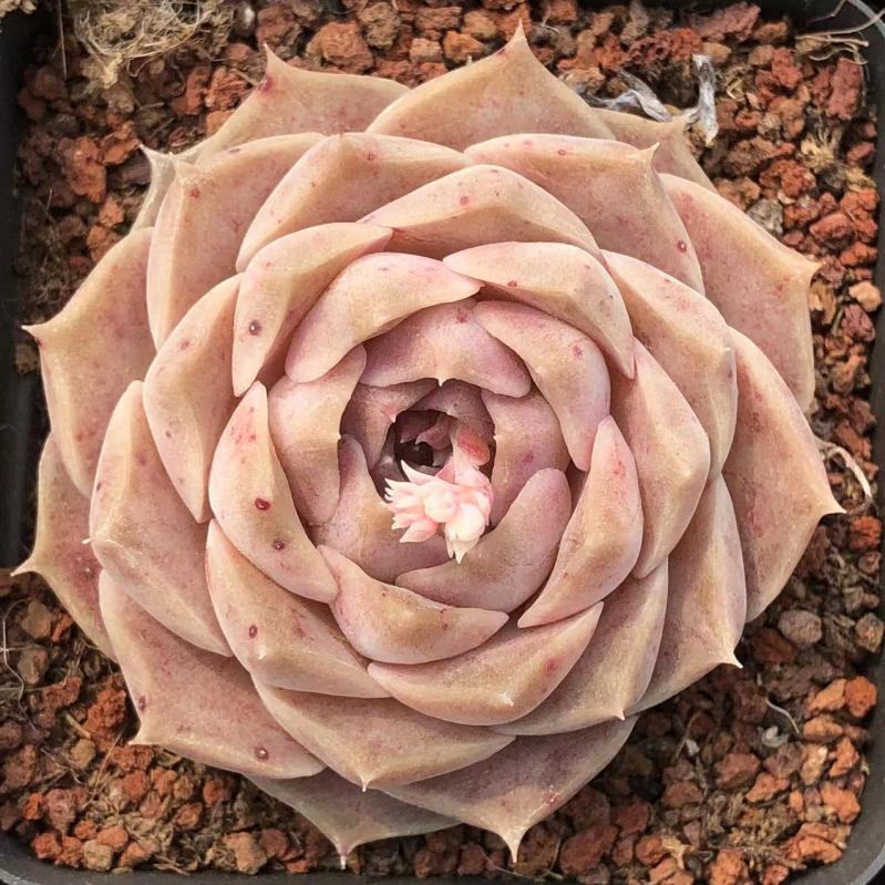 海琳娜Echeveria Hyaliana，Single head 7 cm Pot